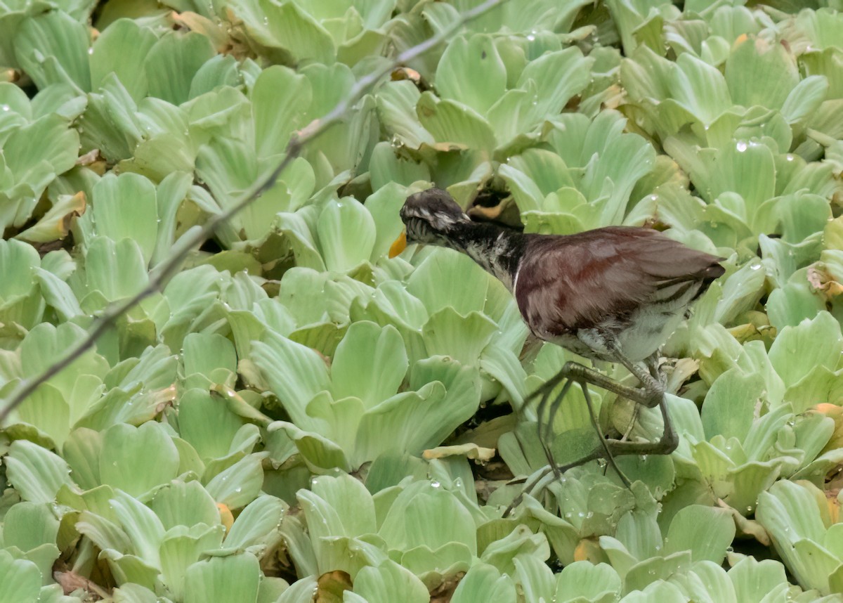 Northern Jacana - ML615072843