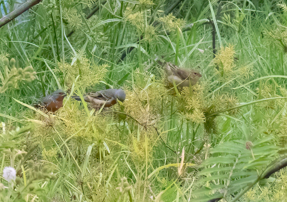 Ruddy-breasted Seedeater - ML615072851