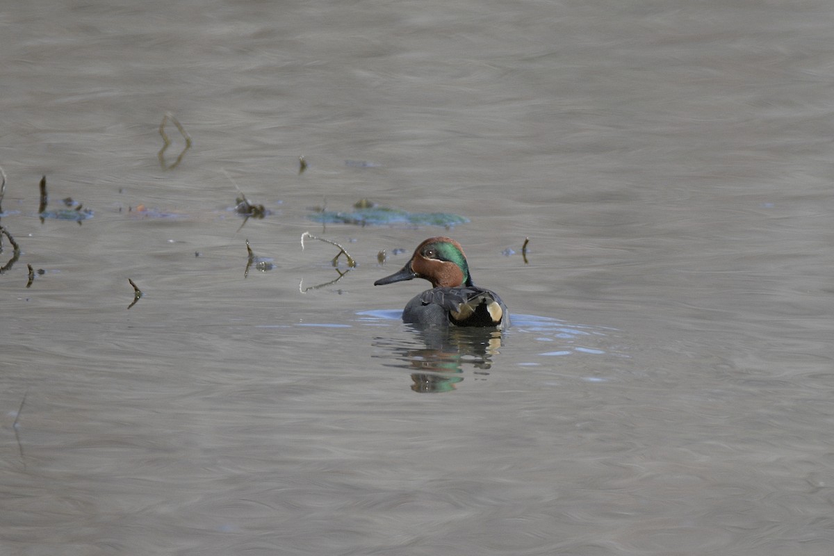 Green-winged Teal - ML615072853