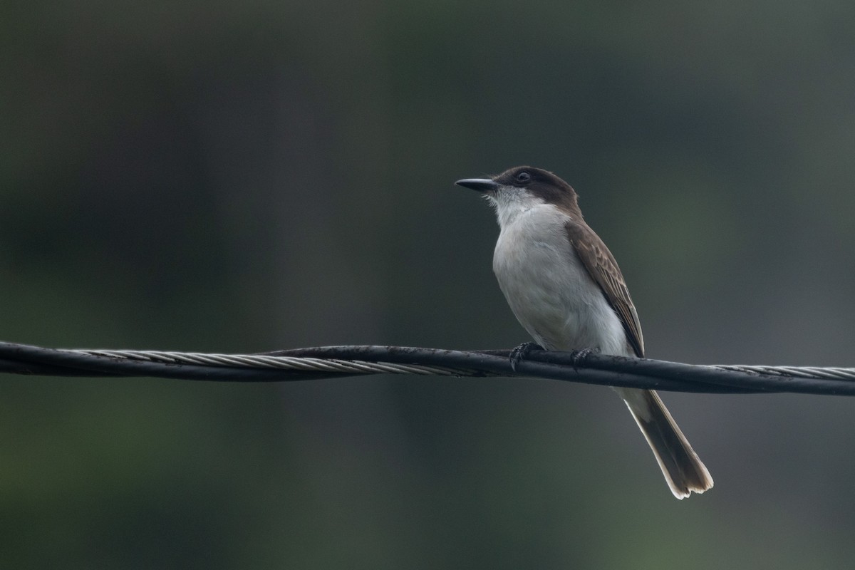 Loggerhead Kingbird (Puerto Rico) - Lauren diBiccari