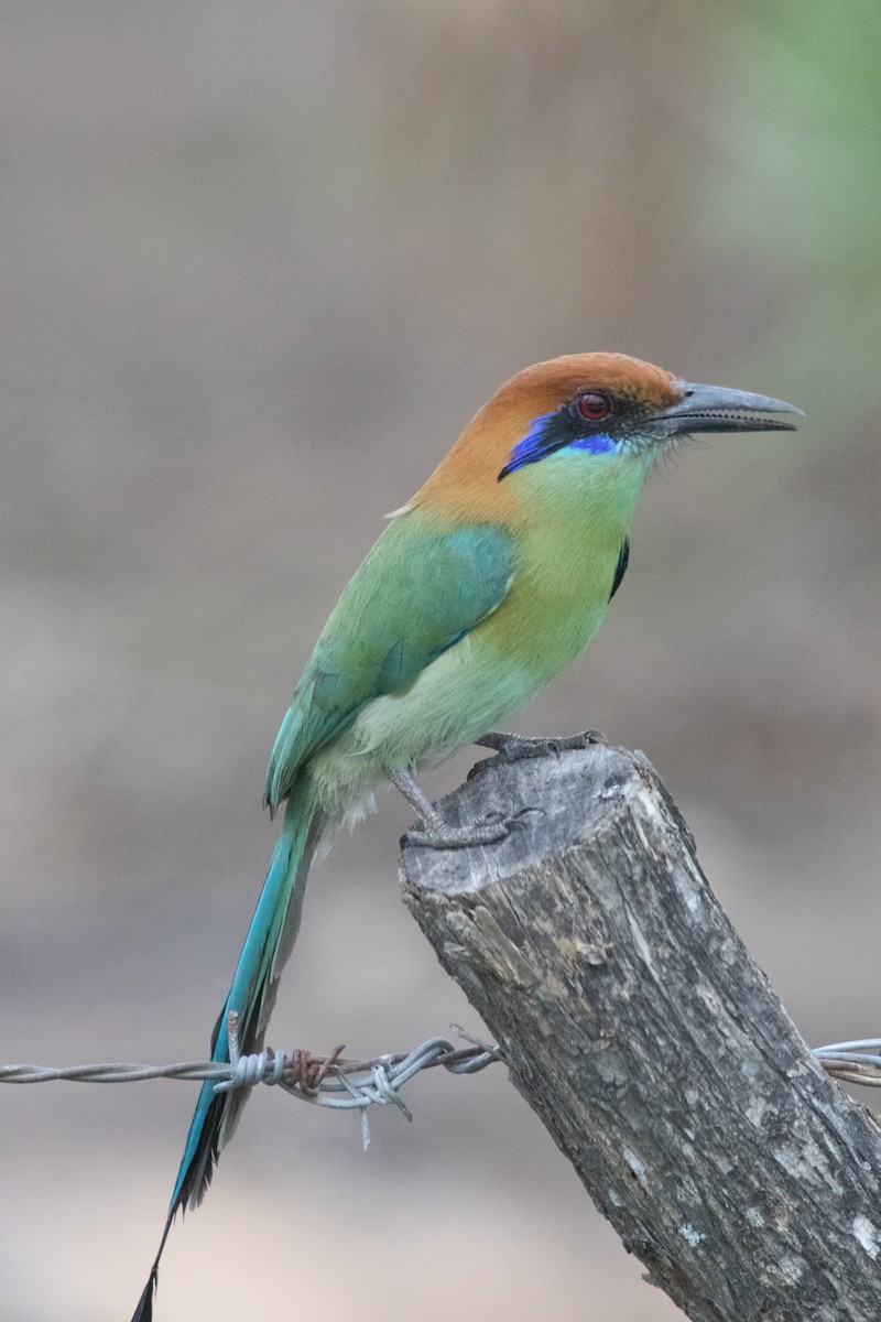 Russet-crowned Motmot - ML615072880