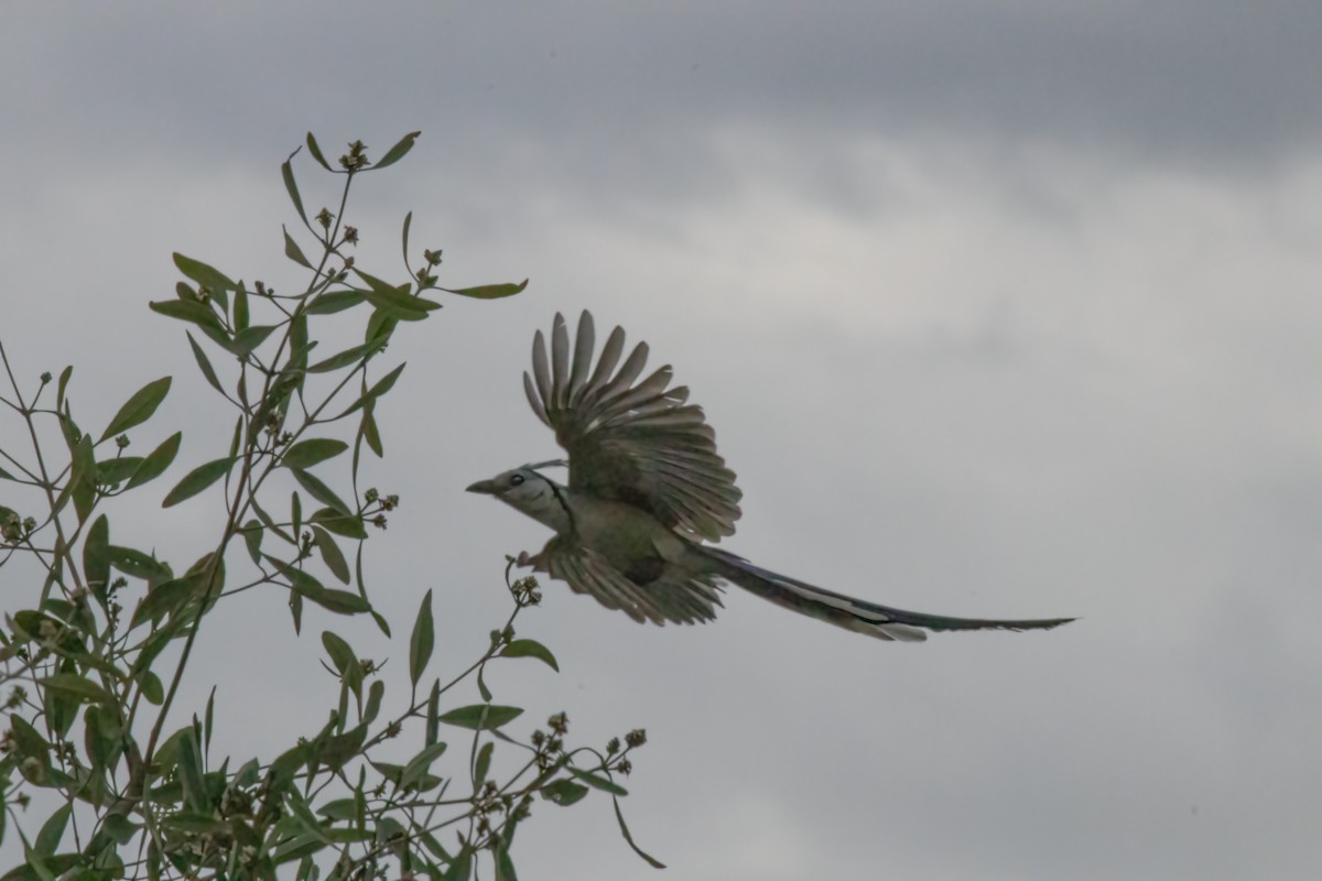 White-throated Magpie-Jay - ML615072943