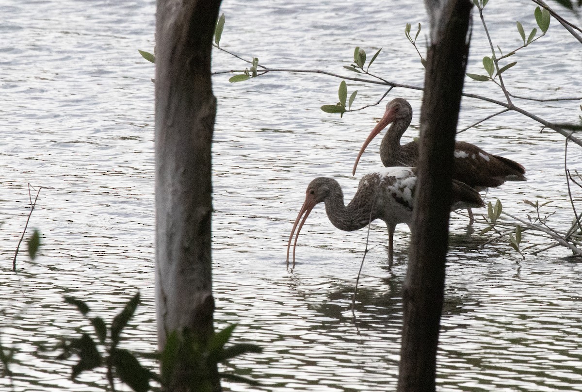 White Ibis - ML615072953