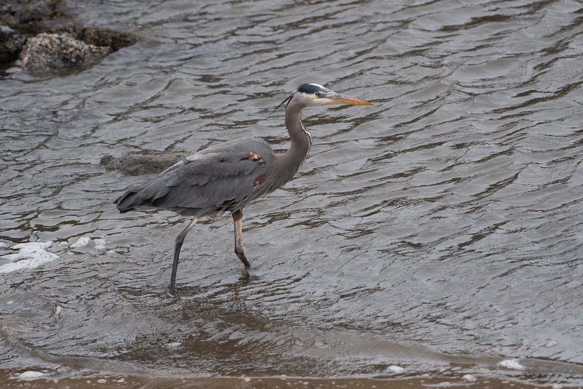 Great Blue Heron - Amy Williams