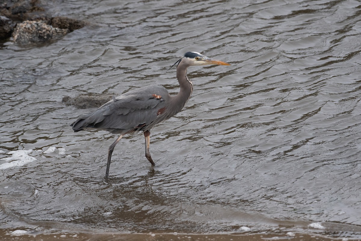 Great Blue Heron - ML615072993