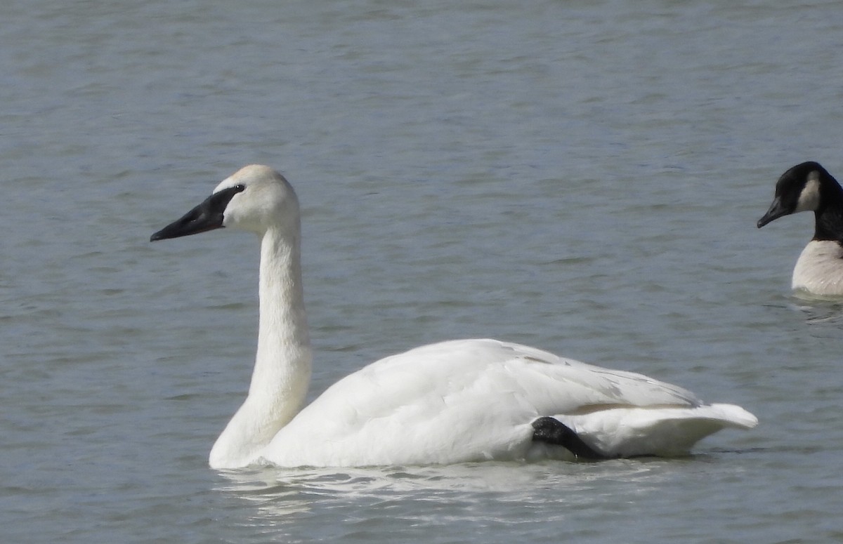 Trumpeter Swan - ML615072998