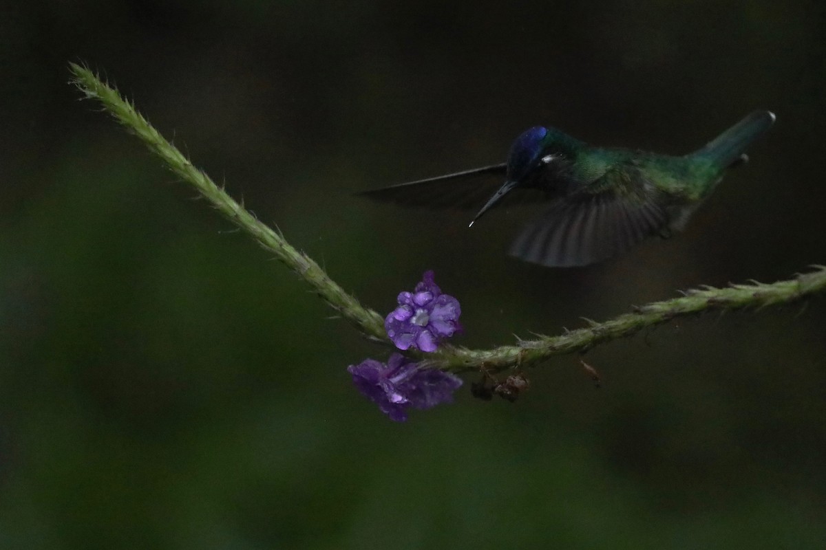 Violet-headed Hummingbird - ML615072999