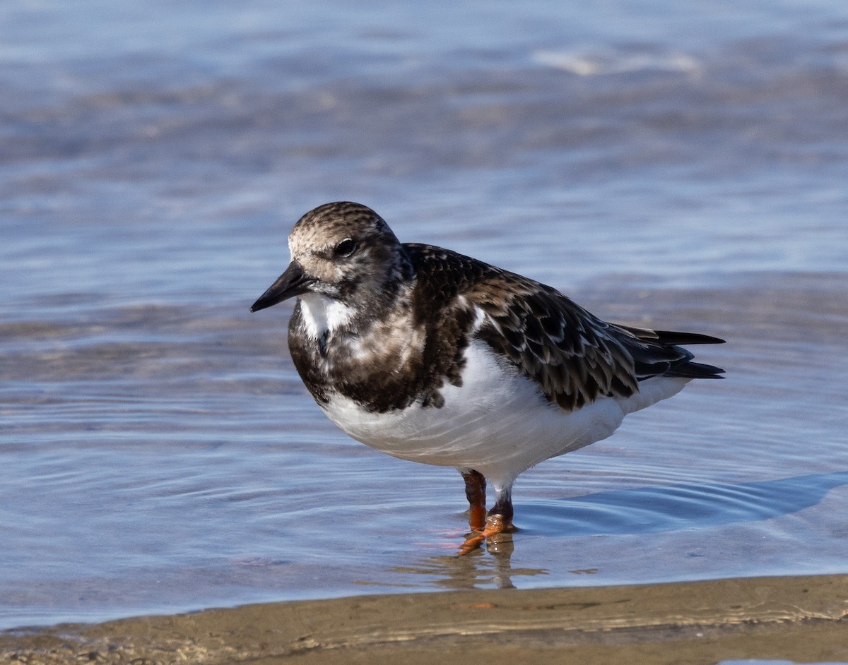 Ruddy Turnstone - ML615073004