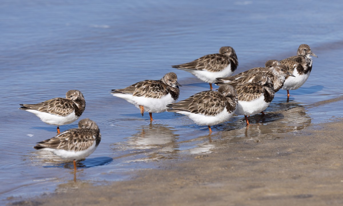 Ruddy Turnstone - ML615073006