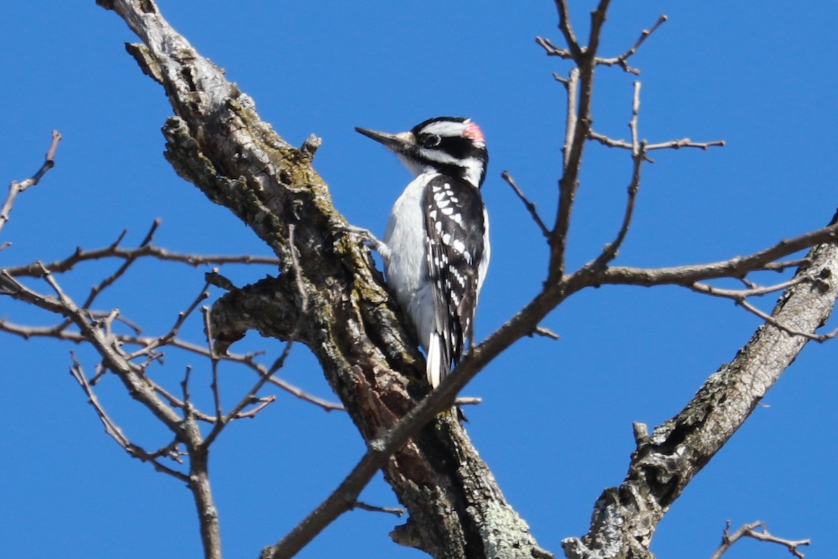 Hairy Woodpecker - ML615073052