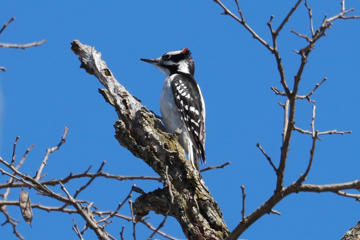 Hairy Woodpecker - ML615073053