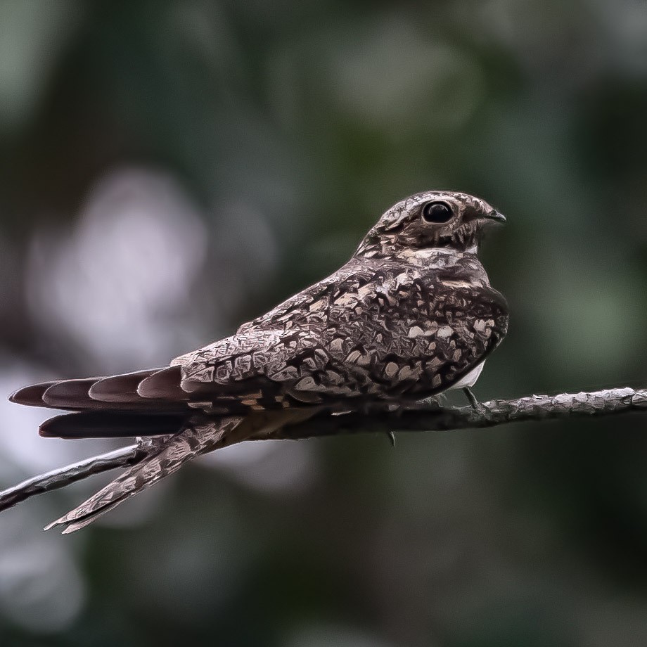 Lesser Nighthawk - ML615073130