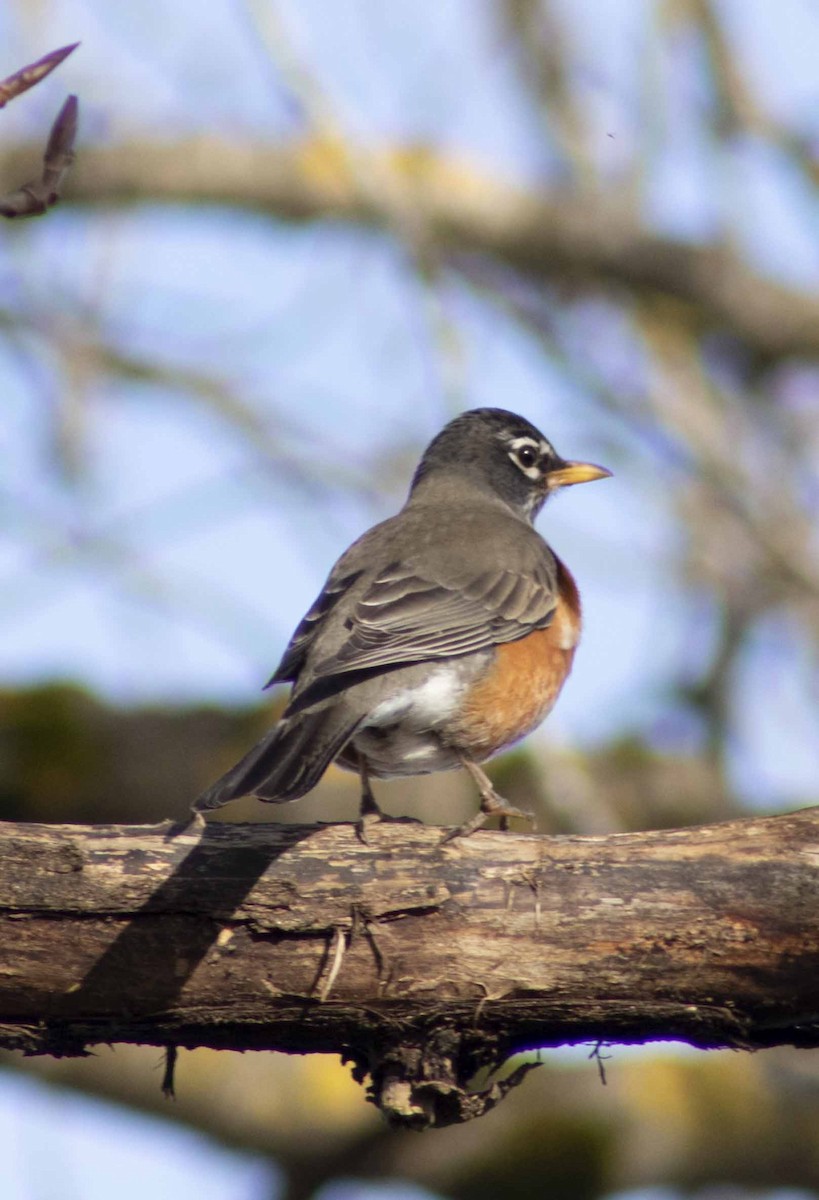 American Robin - ML615073136
