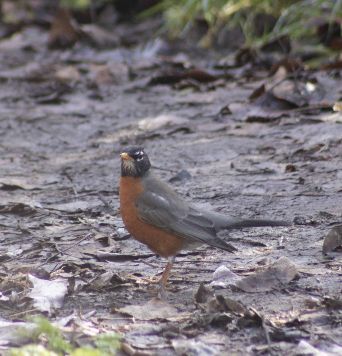 American Robin - ML615073137