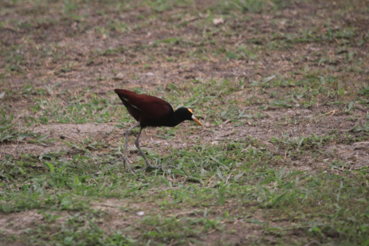 Northern Jacana - Dimas Morataya