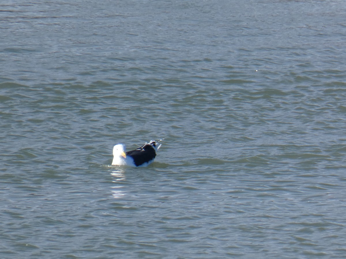 Great Black-backed Gull - Jennifer Grande