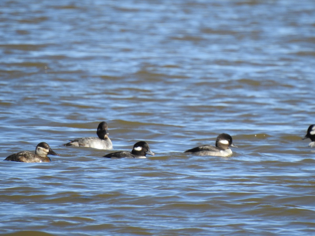 Bufflehead - ML615073172