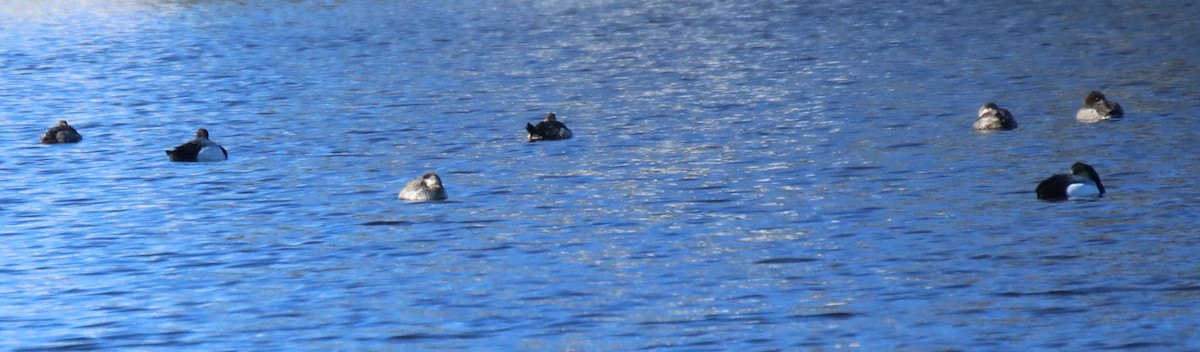 Greater Scaup - ML615073173