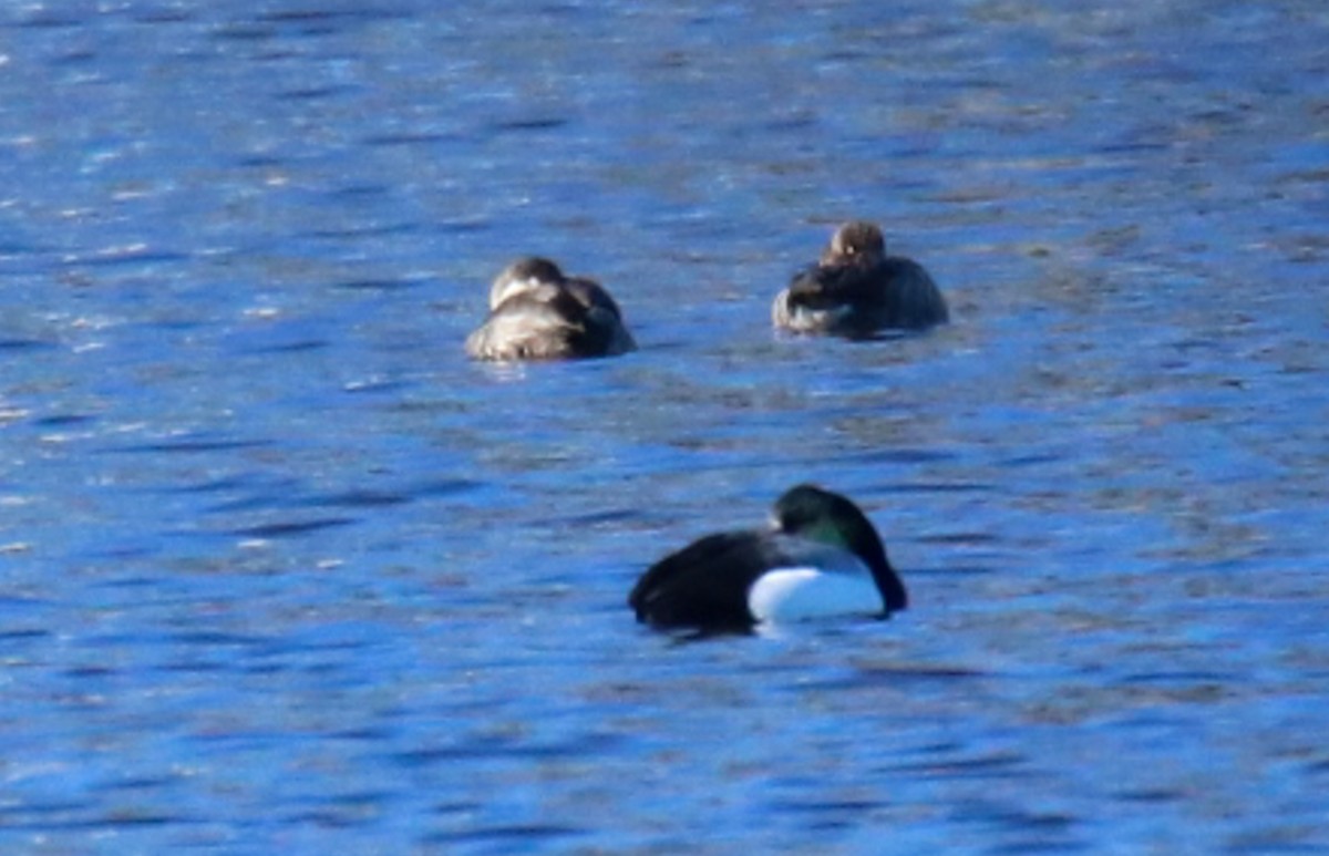 Greater Scaup - ML615073174