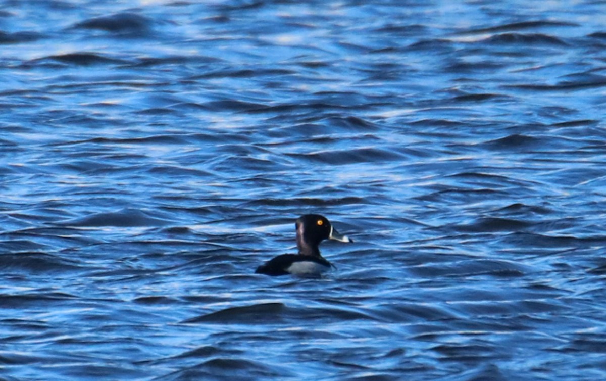 Ring-necked Duck - ML615073181