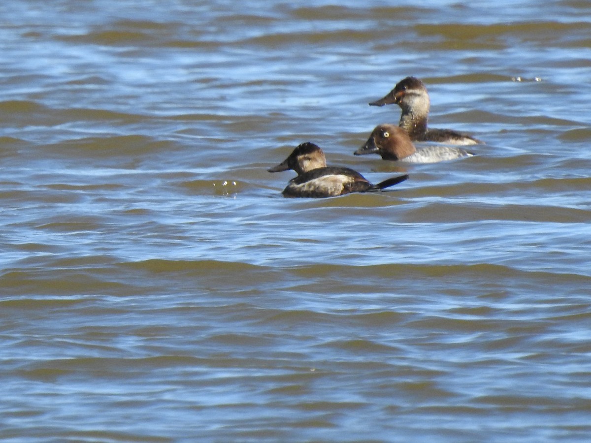 Common Goldeneye - ML615073201