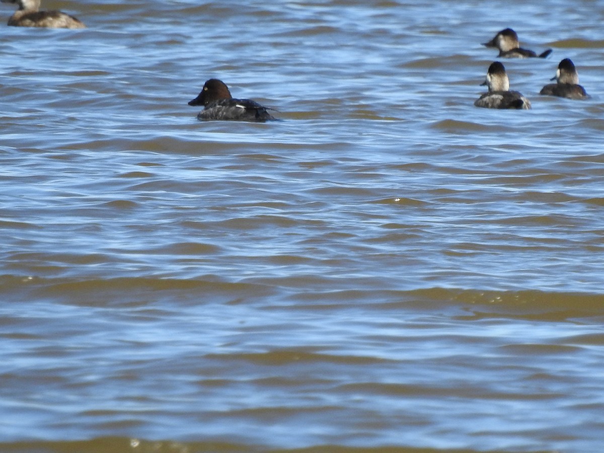 Common Goldeneye - ML615073202