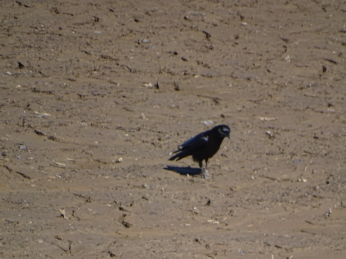 American Crow - ML615073212