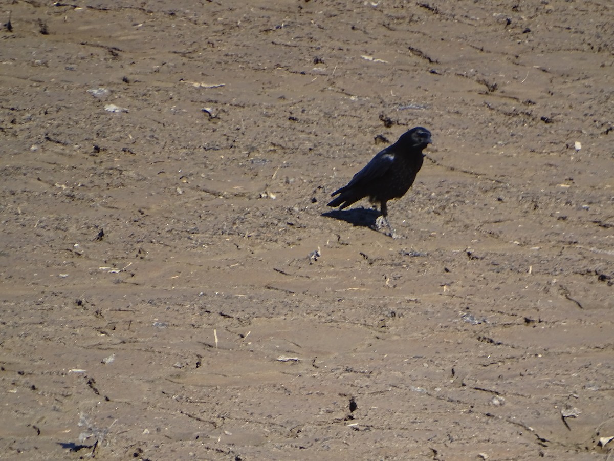 American Crow - ML615073215