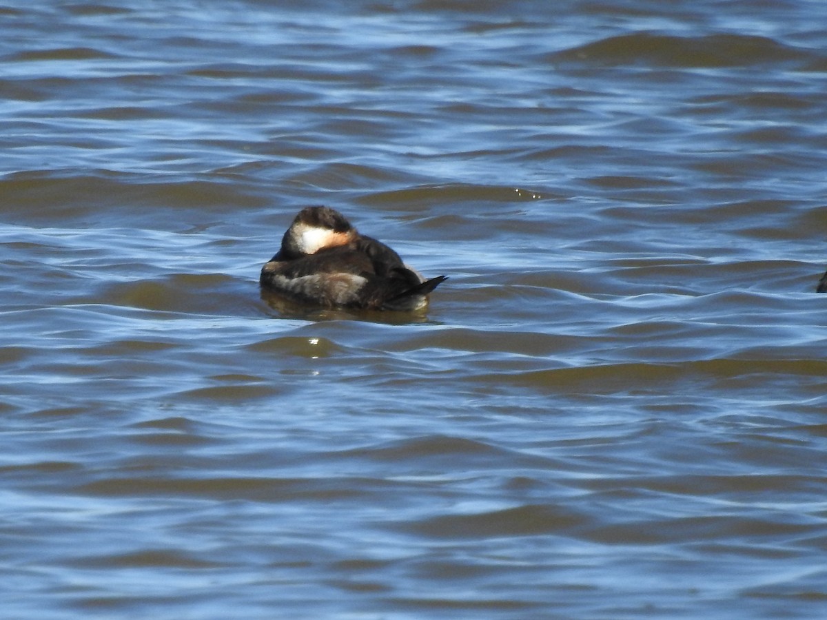 Ruddy Duck - ML615073219