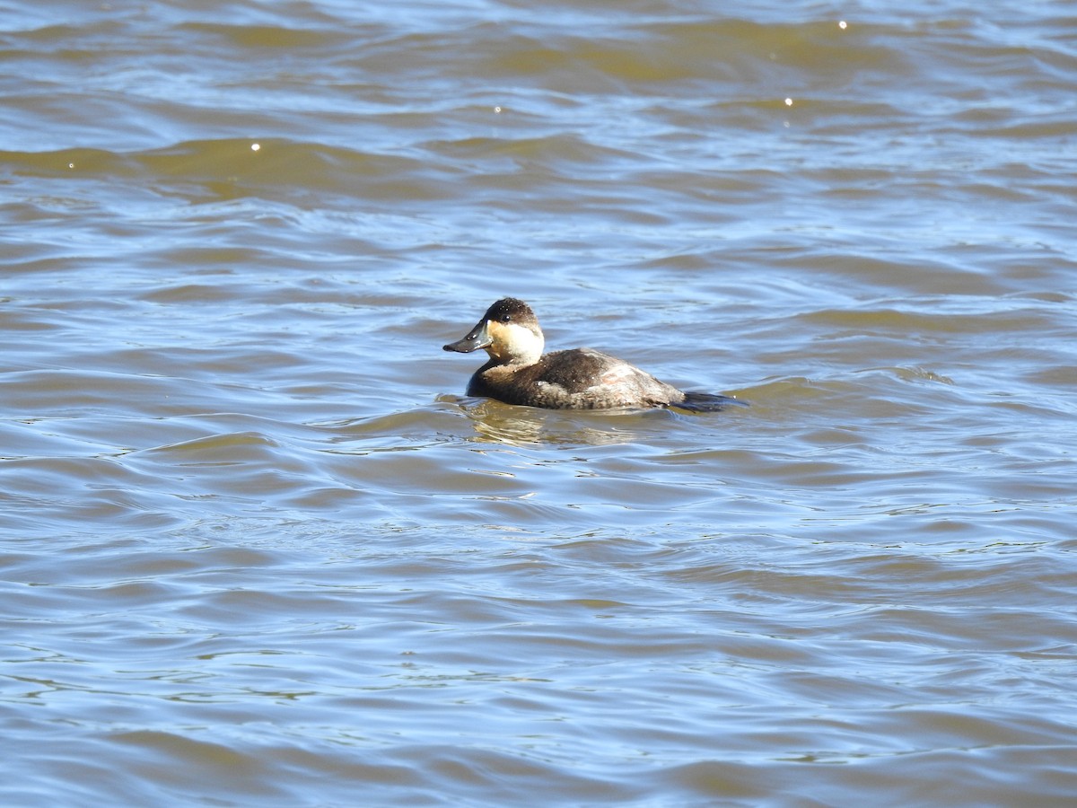 Ruddy Duck - ML615073220