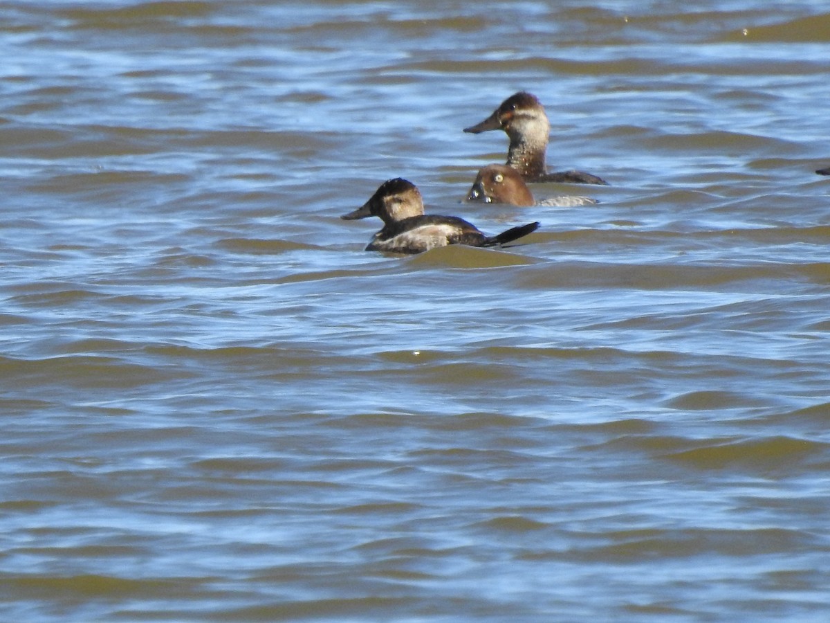 Ruddy Duck - ML615073221