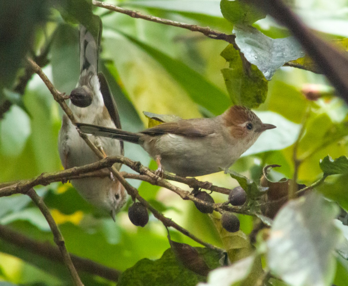 Striated Yuhina - ML615073222