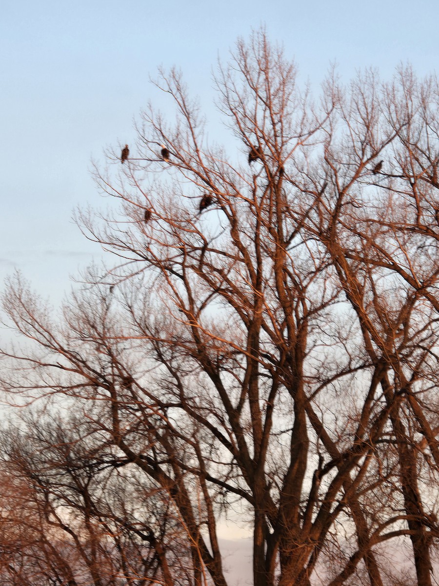 Bald Eagle - ML615073235