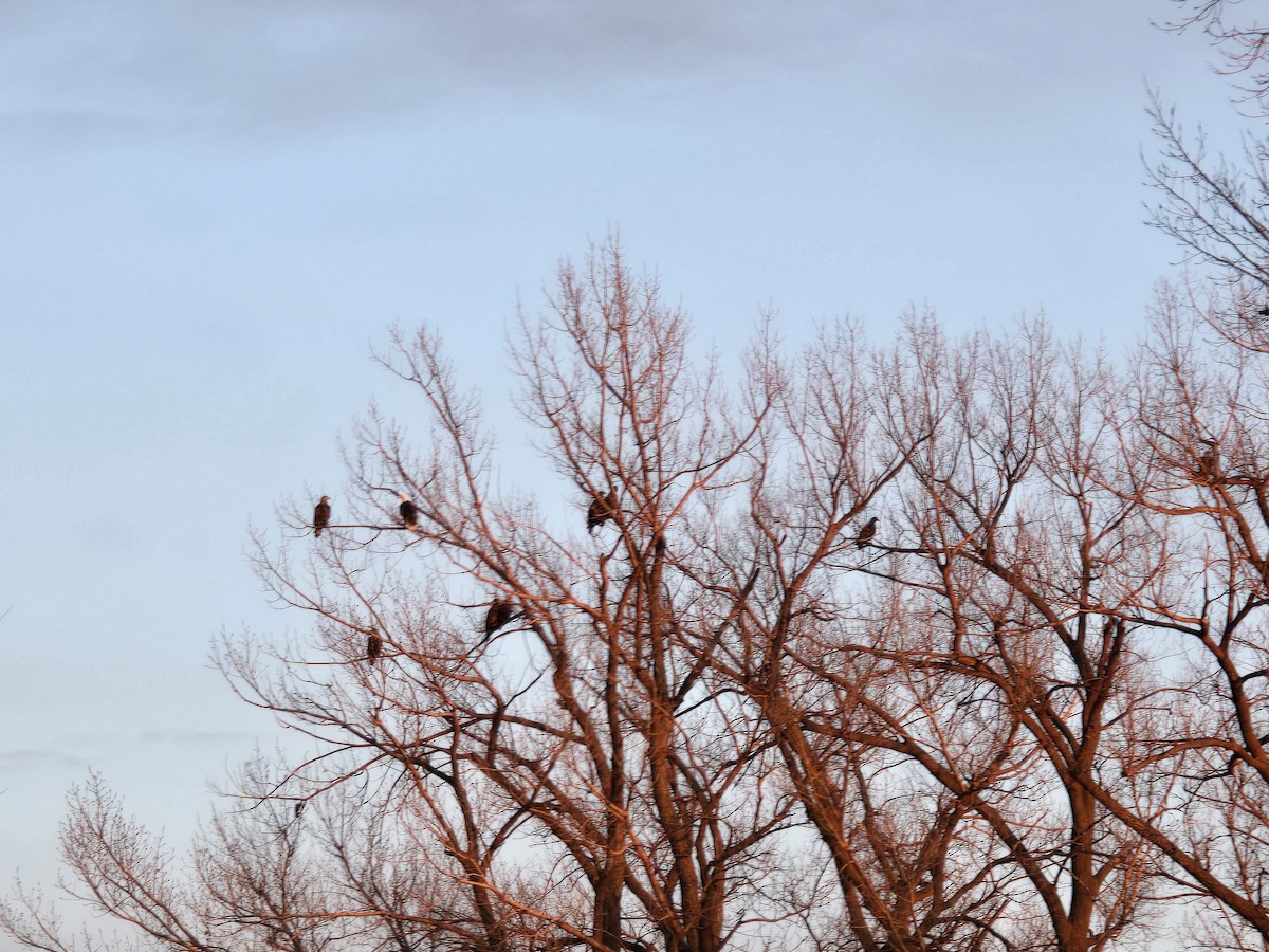 Bald Eagle - ML615073240