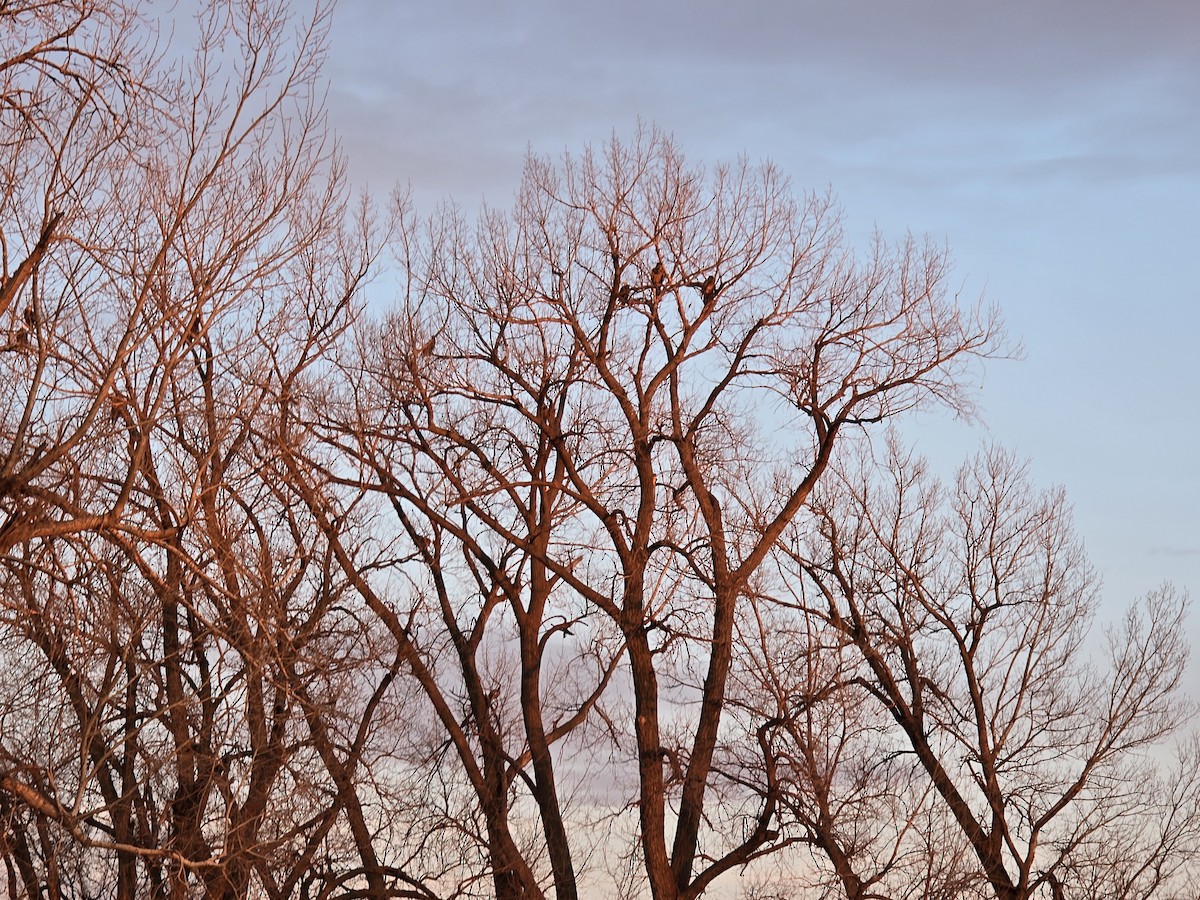 Bald Eagle - ML615073242