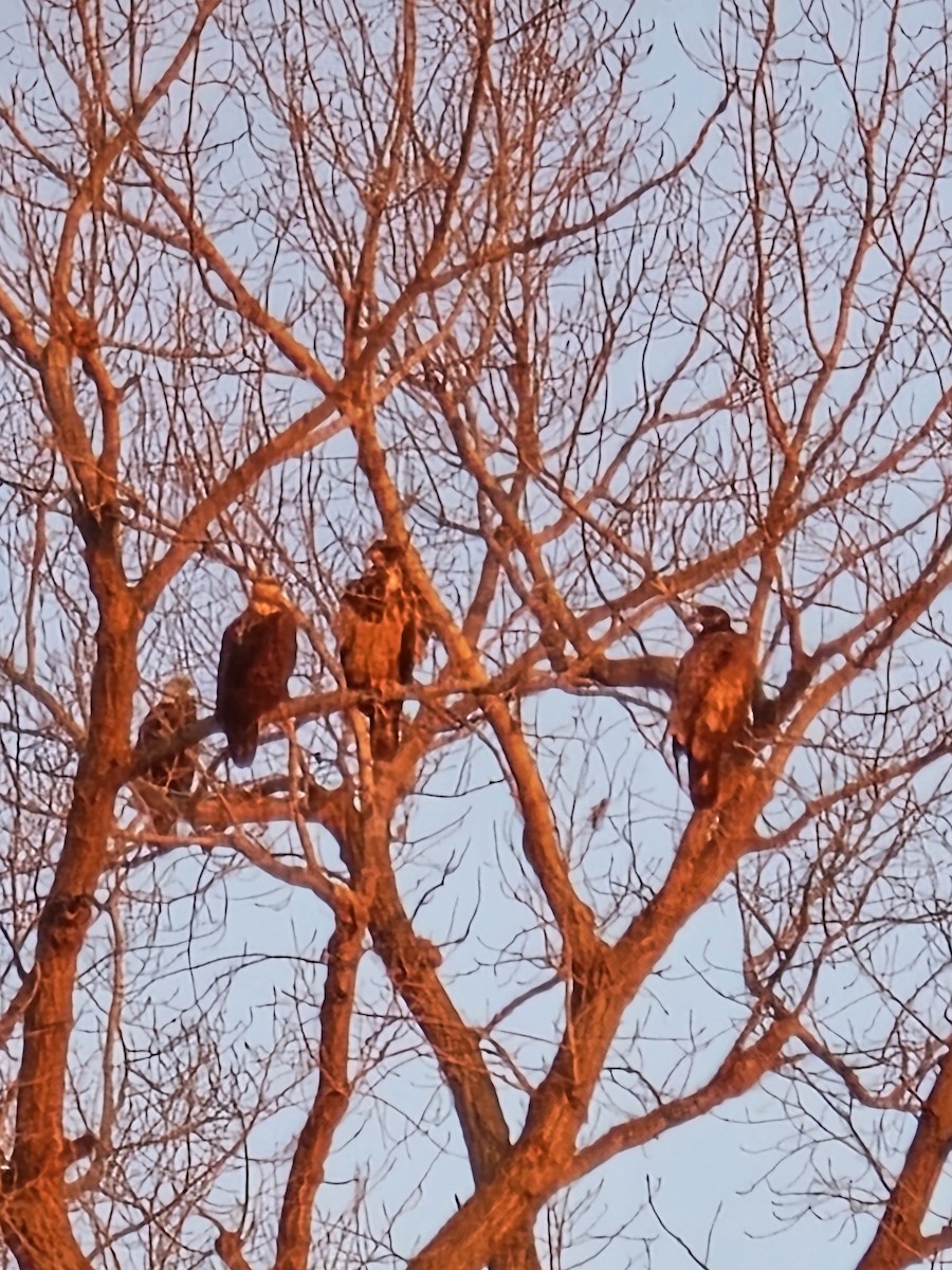 Bald Eagle - ML615073248