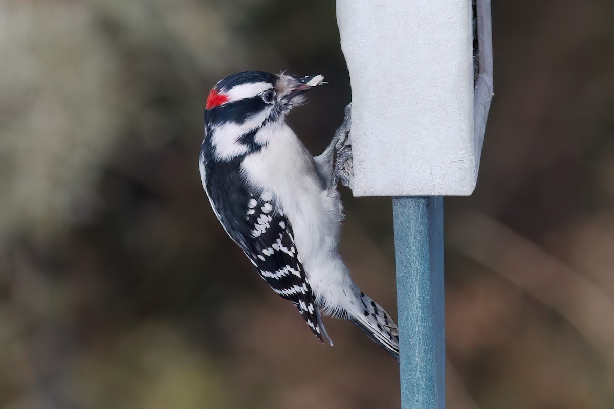 Downy Woodpecker - Gary Jarvis