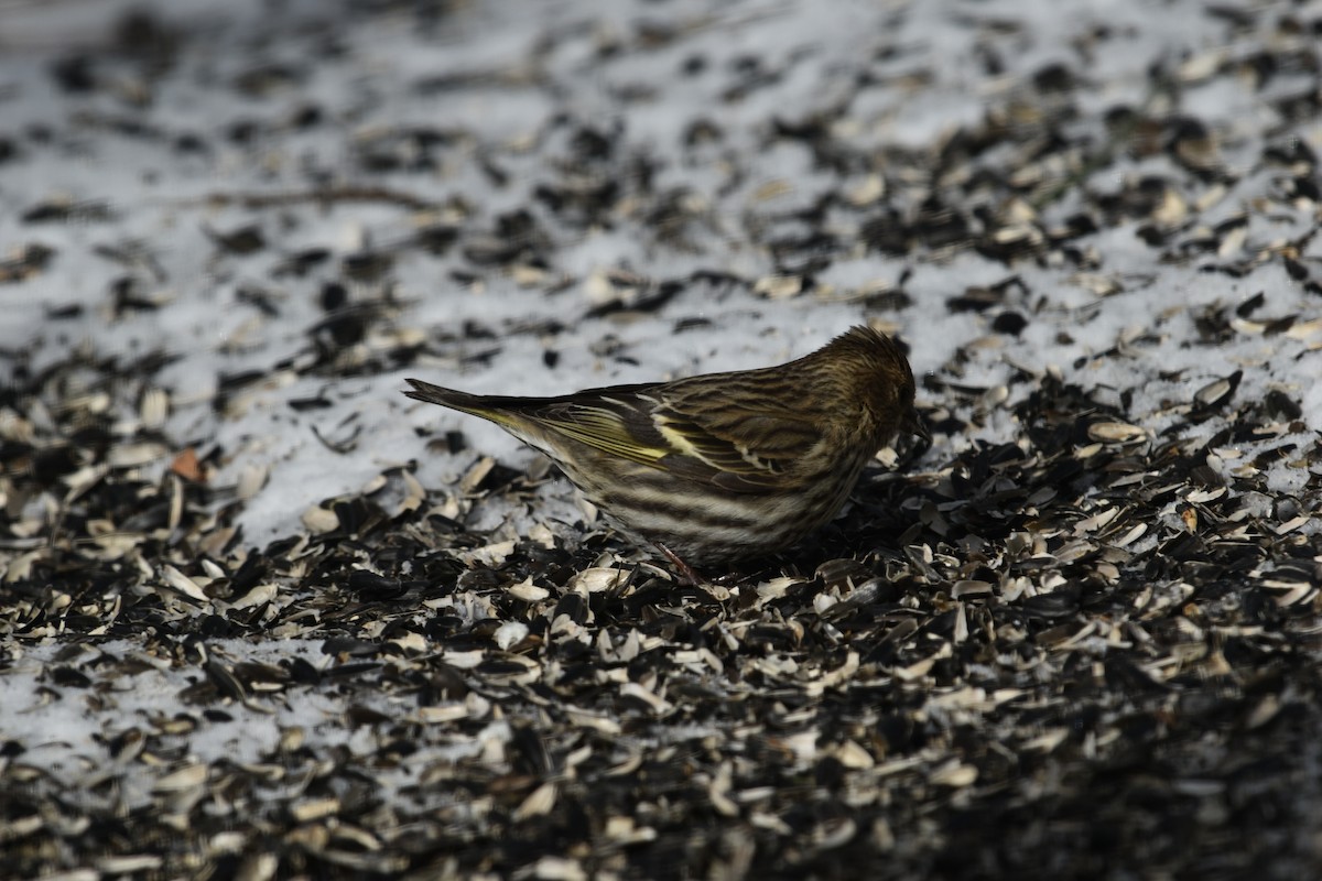 Pine Siskin - ML615073261