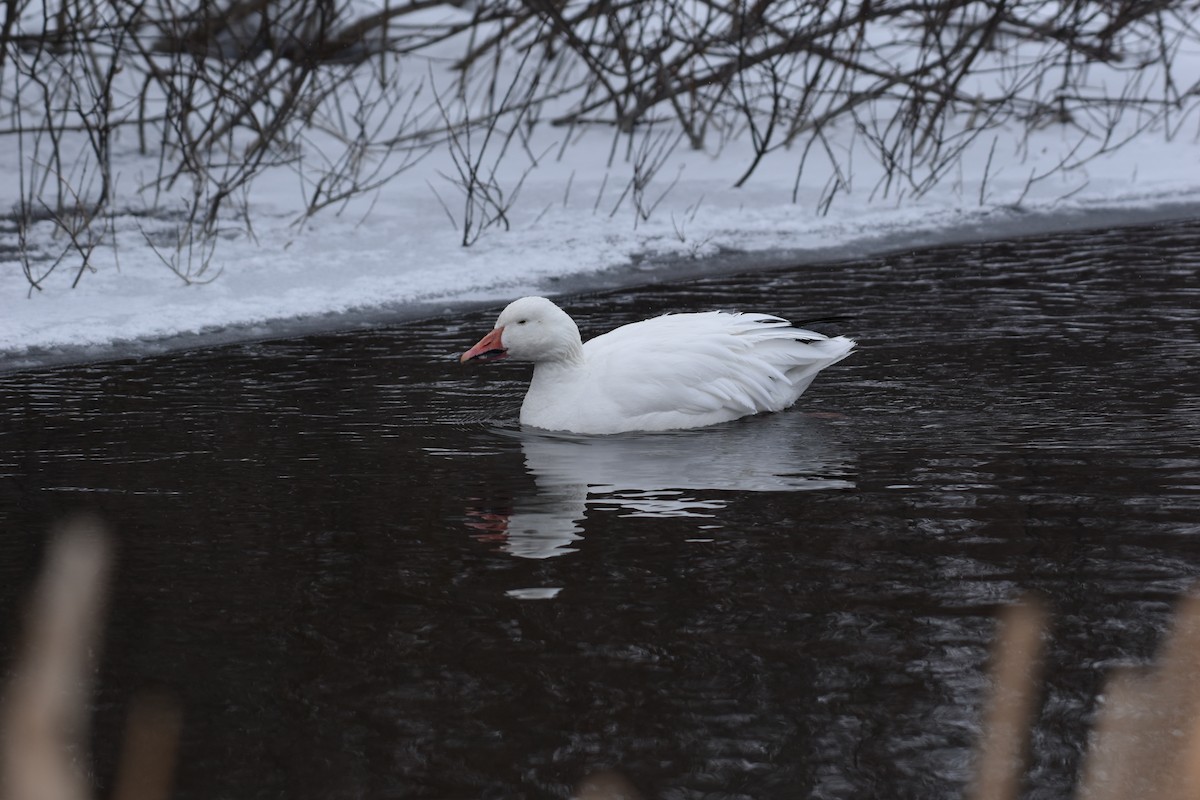 Snow Goose - ML615073333