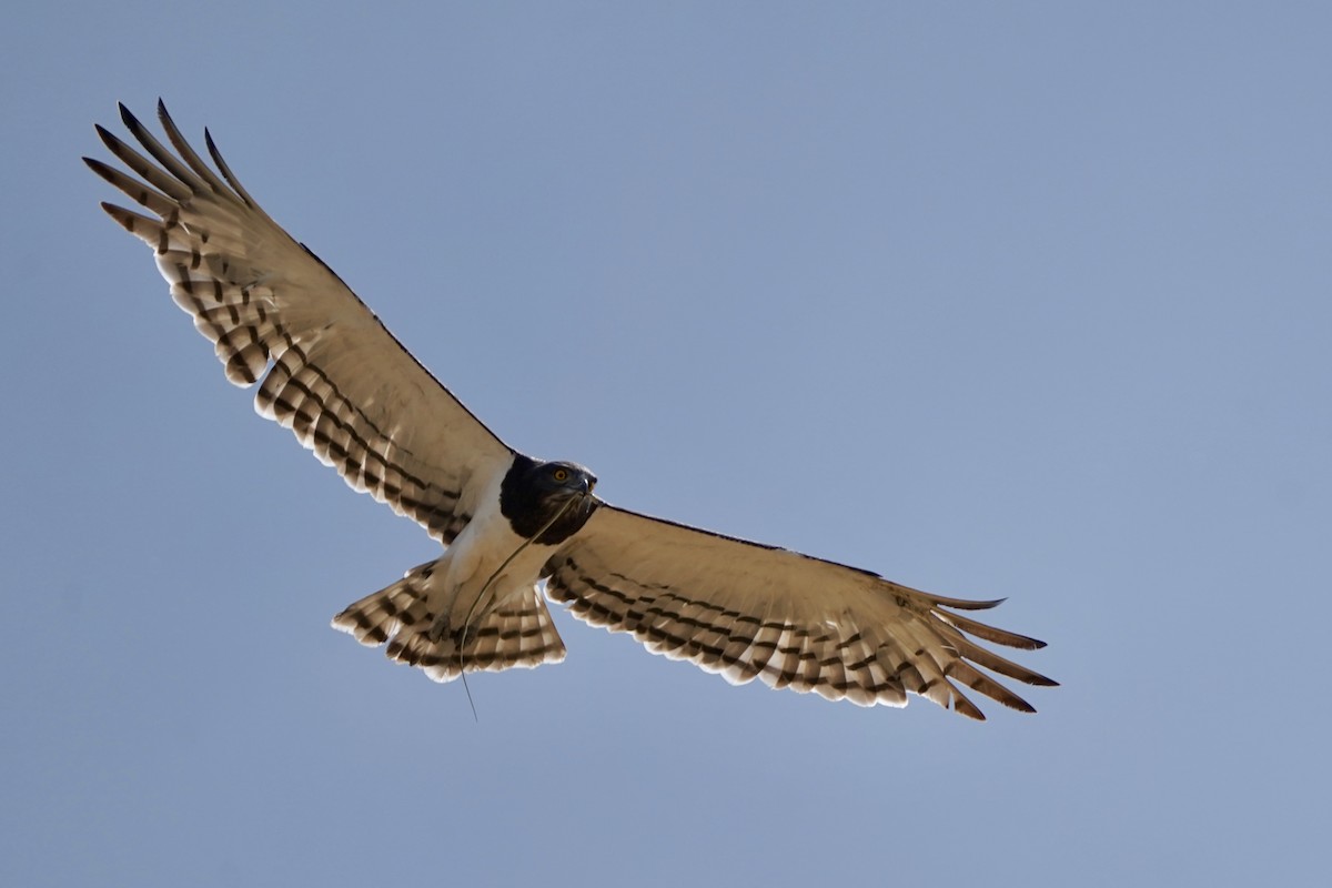 Black-chested Snake-Eagle - ML615073344