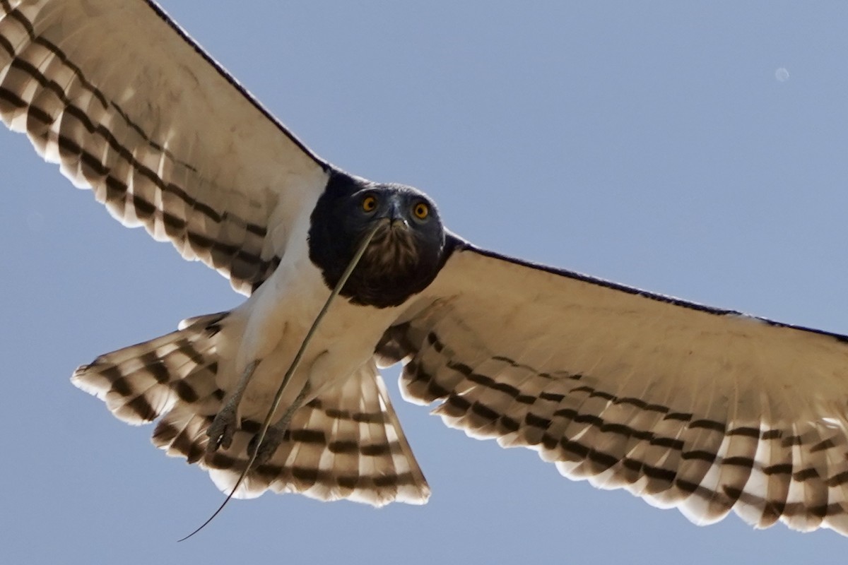 Black-chested Snake-Eagle - ML615073345