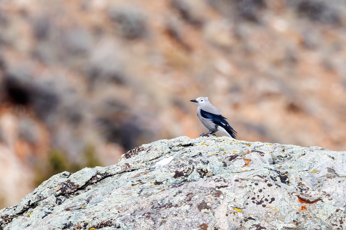 Clark's Nutcracker - ML615073347