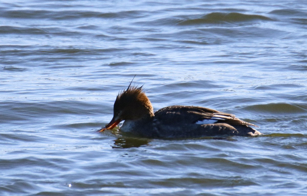 Red-breasted Merganser - ML615073355