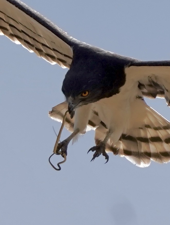 Black-chested Snake-Eagle - ML615073356