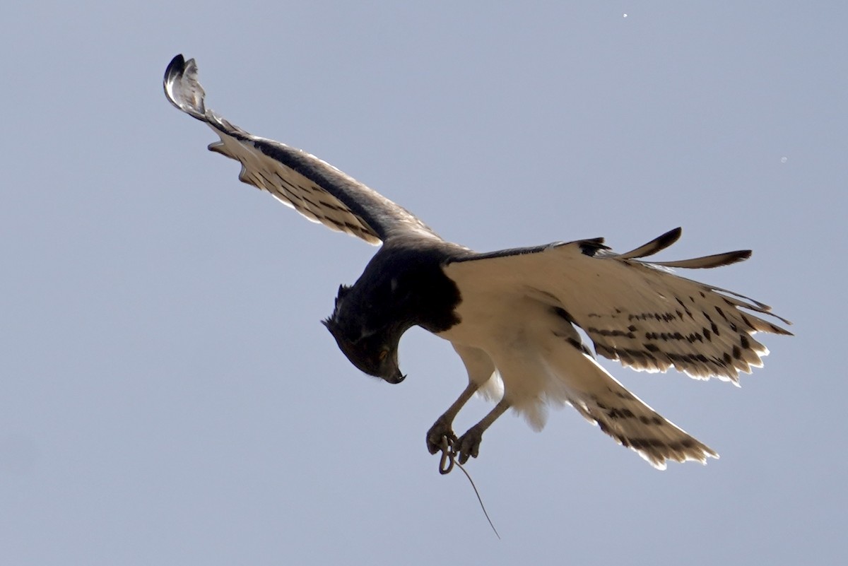 Black-chested Snake-Eagle - ML615073392