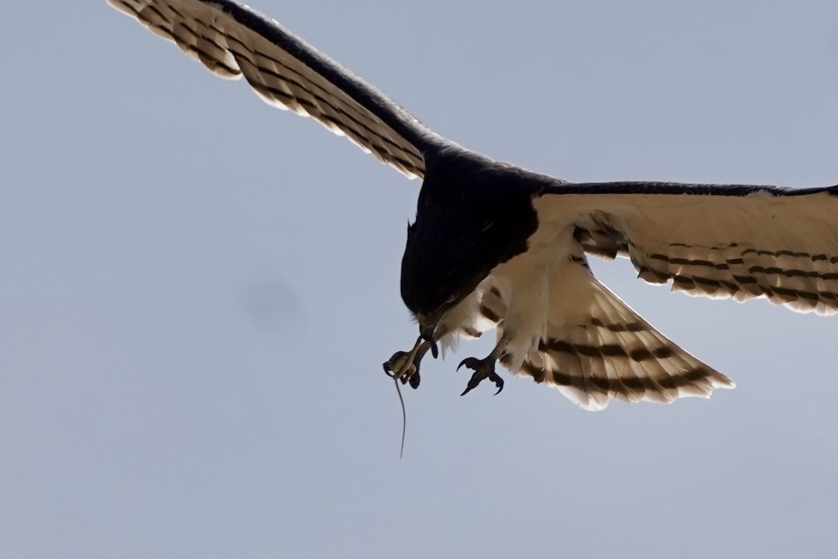 Black-chested Snake-Eagle - ML615073393