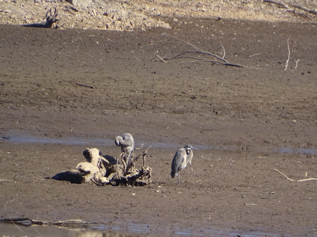 Great Blue Heron - ML615073394