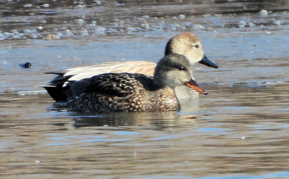 Gadwall - Anna Kozlenko