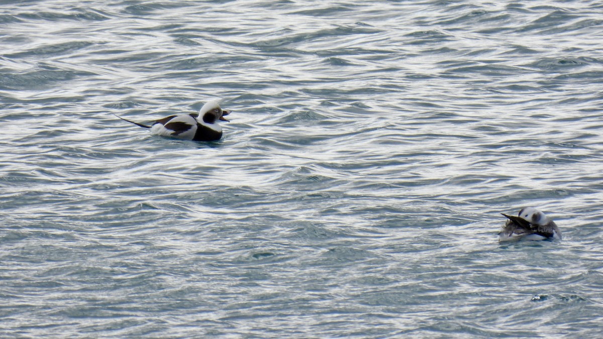 Long-tailed Duck - ML615073437