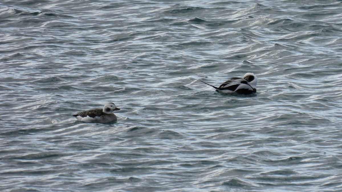 Long-tailed Duck - ML615073438